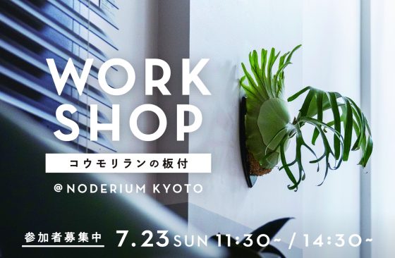 コウモリランの板付けワークショップ開催！　WORKSHOP / ワークショップ