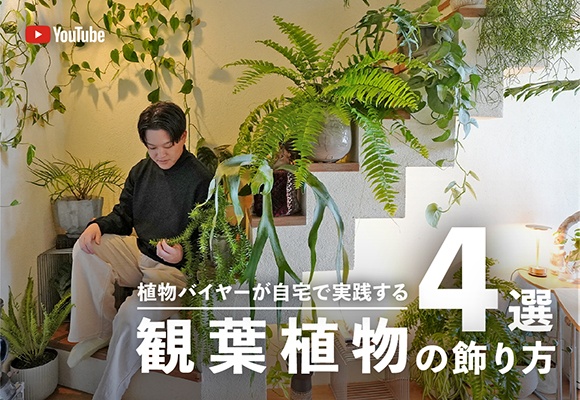 ＼暖かい今が始めどき／観葉植物の飾り方４選
