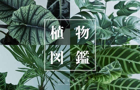 植物図鑑 by NODERIUM　POP UP STORE / ショップイベント