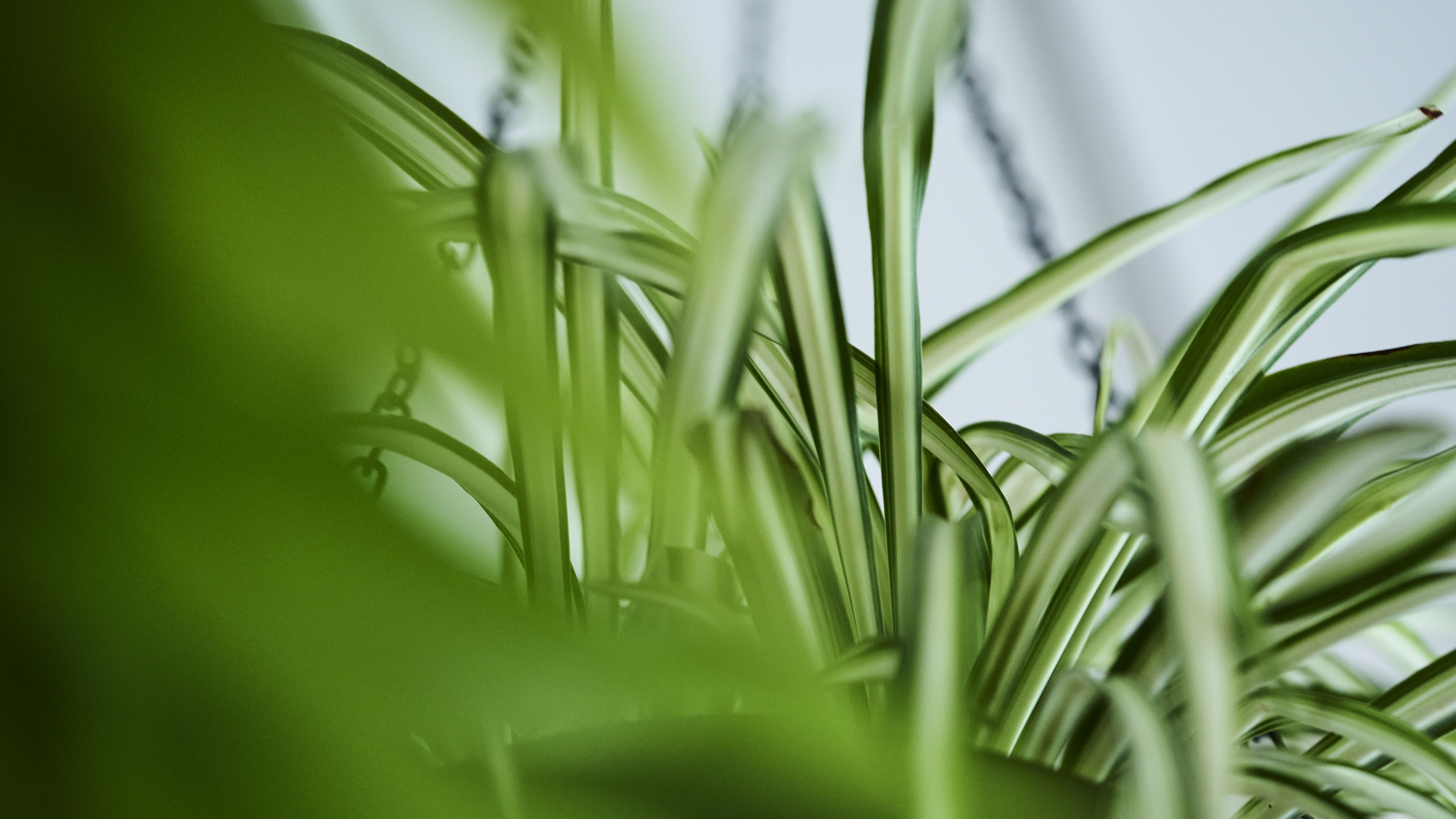 NODERIUM｜アクタスのインテリアグリーン、観葉植物