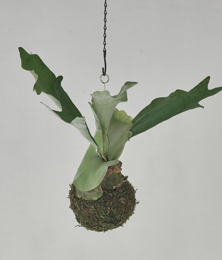 ベンジャミンバロック 観葉植物 植木 園芸 ガーデニング 雑貨