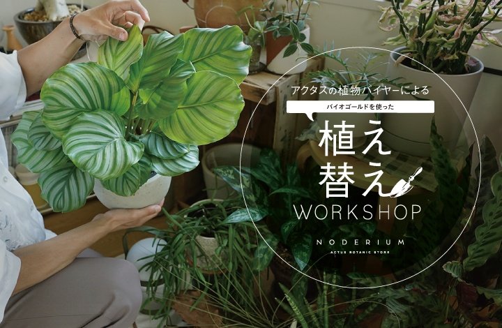 ー参加者募集ー植え替えワークショップ