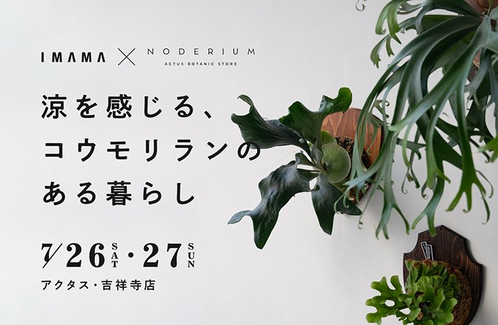 〈イベント〉涼を感じる、コウモリランのある暮らし@アクタス吉祥寺店